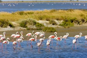 Flamants roses en Camargue