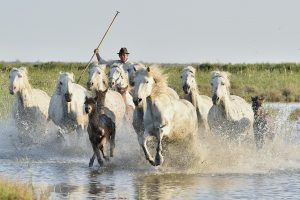 Chevaux et Gardians en Camargue