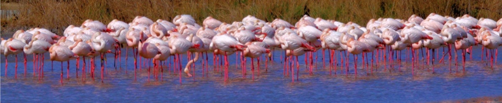 Flamants roses en Camargue